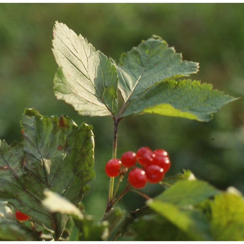 rubus saxatilis l.