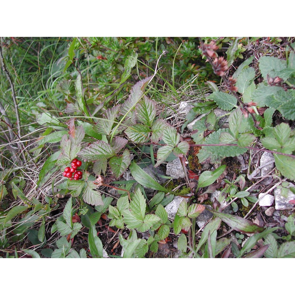 rubus saxatilis l.