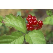 rubus saxatilis l.