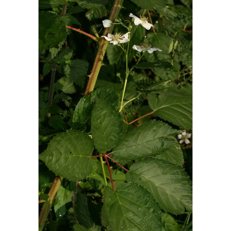 rubus sulcatus vest