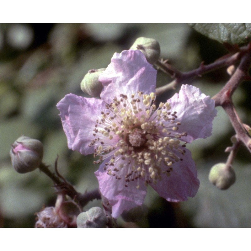 rubus ulmifolius schott