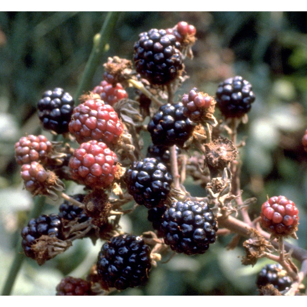 rubus ulmifolius