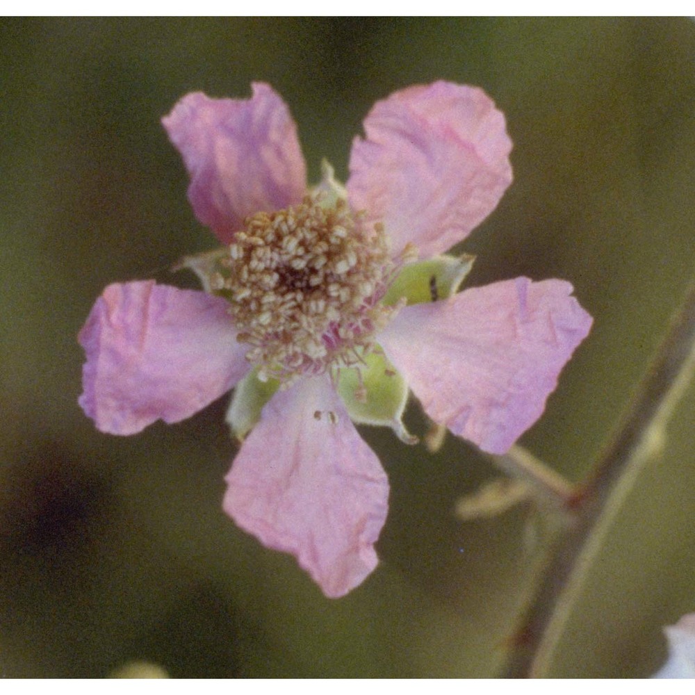 rubus ulmifolius