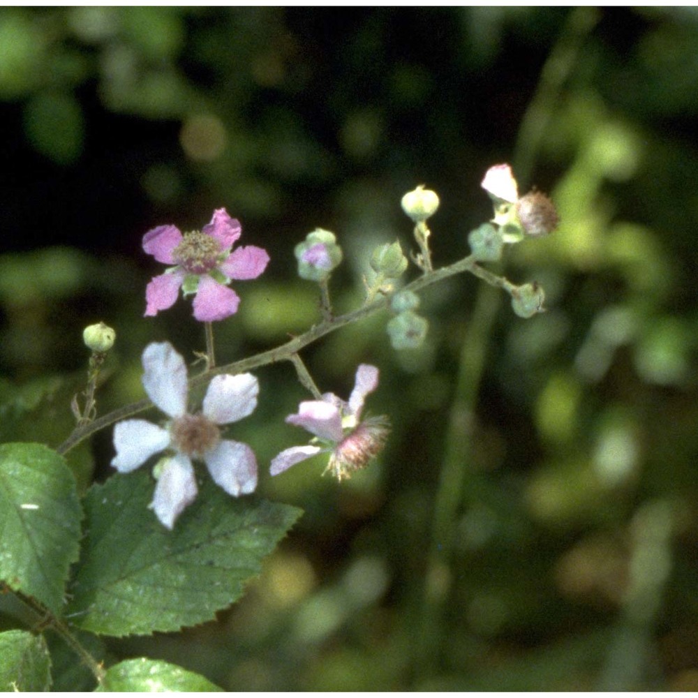 rubus ulmifolius