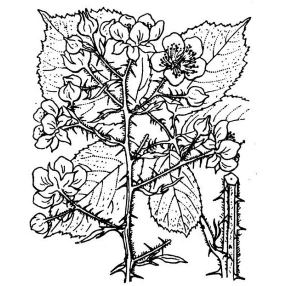 rubus vestitus weihe et nees