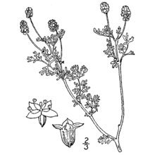 sanguisorba annua (nutt.) nutt.