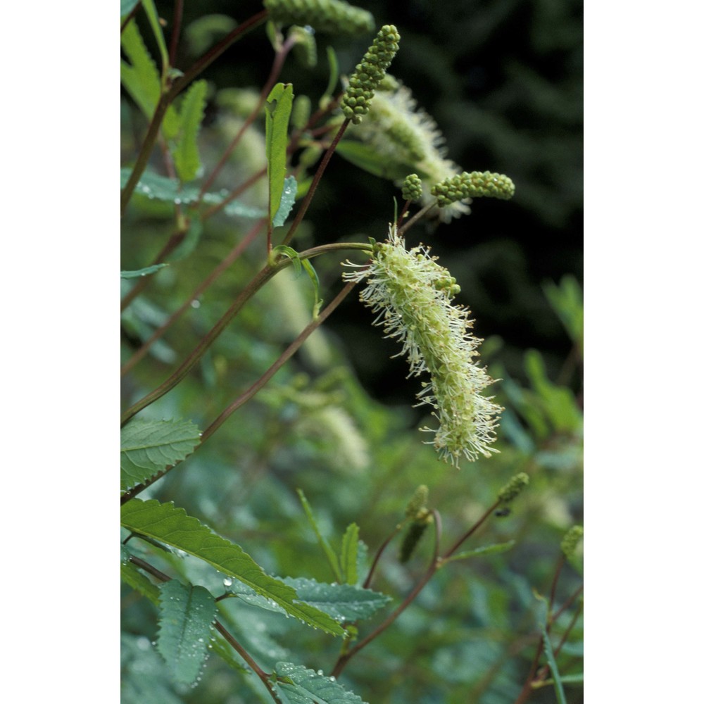 sanguisorba dodecandra moretti