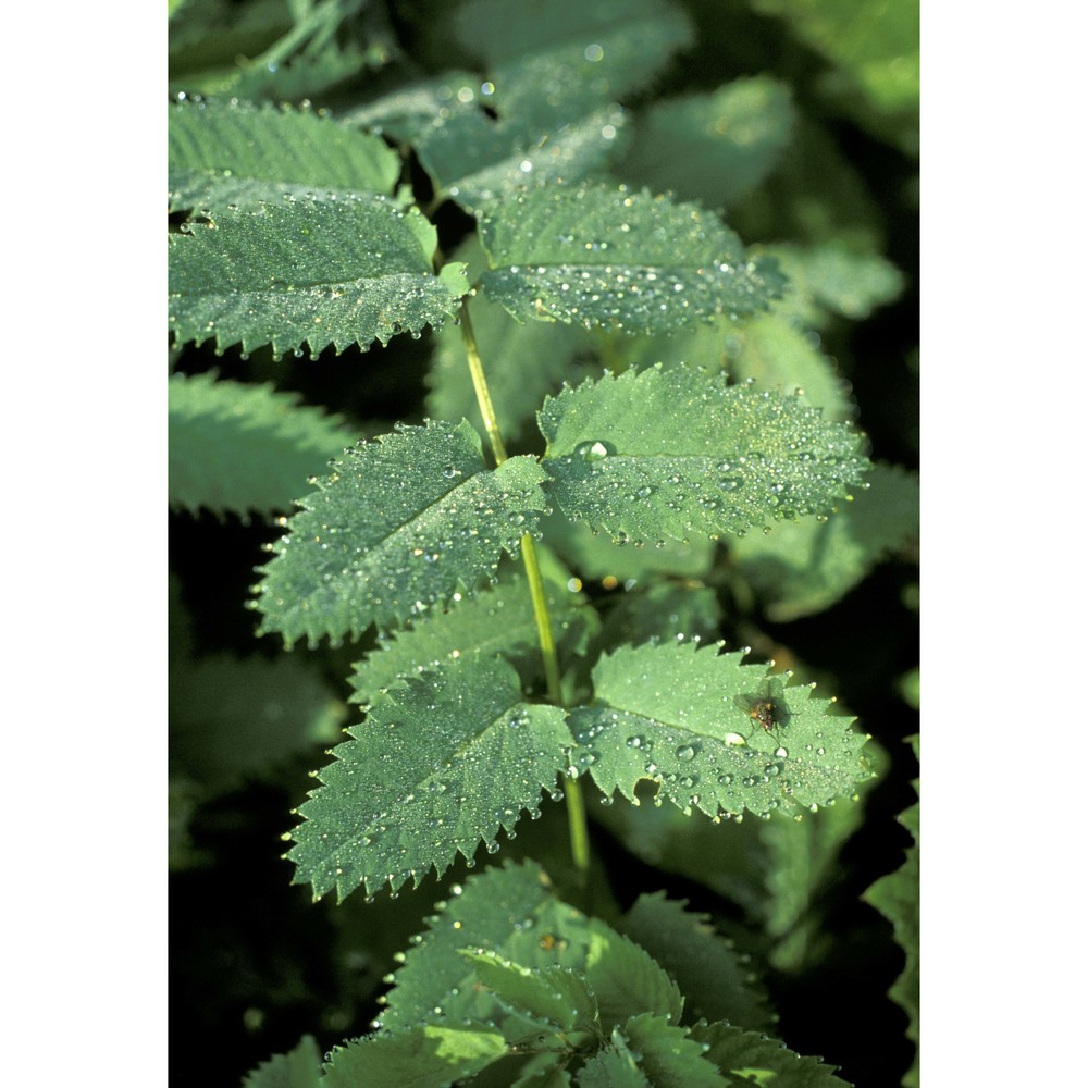 sanguisorba dodecandra moretti