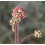 sanguisorba minor scop.