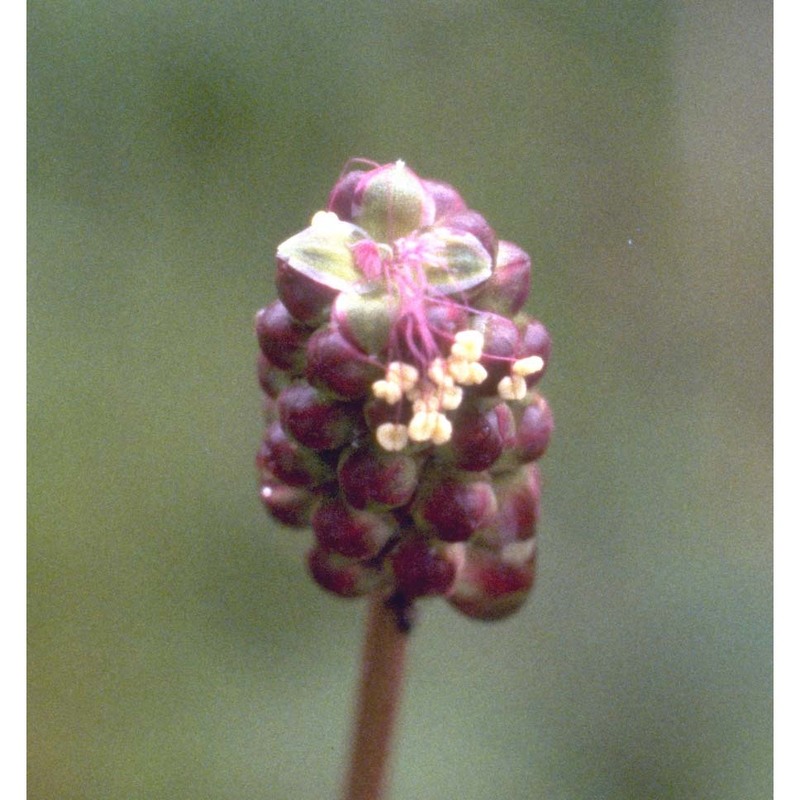 sanguisorba minor scop.