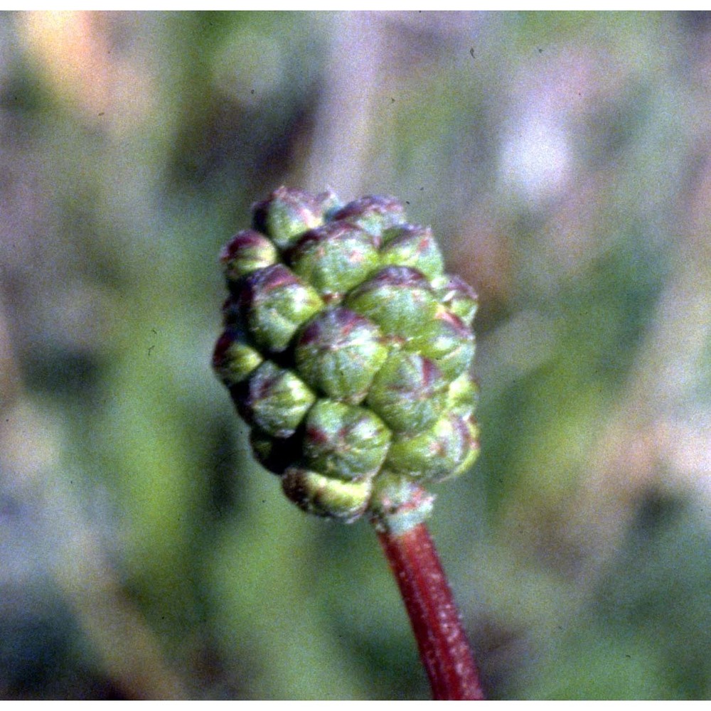 sanguisorba minor scop.