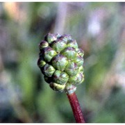 sanguisorba minor scop.