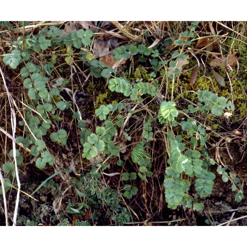 sanguisorba minor scop.