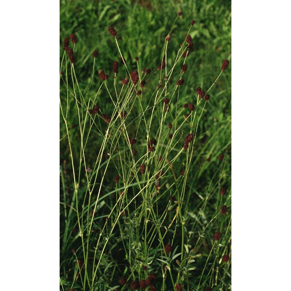 sanguisorba officinalis l.