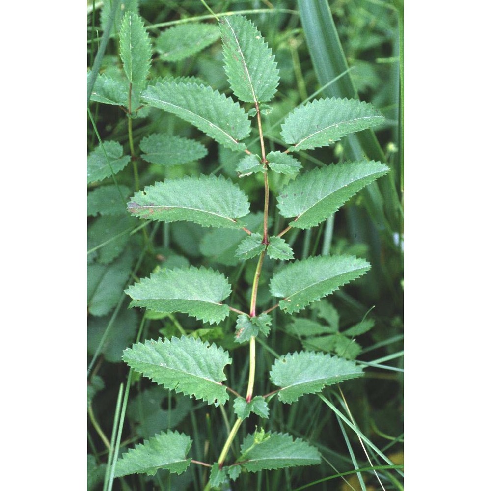 sanguisorba officinalis l.