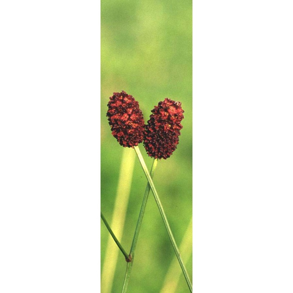 sanguisorba officinalis l.