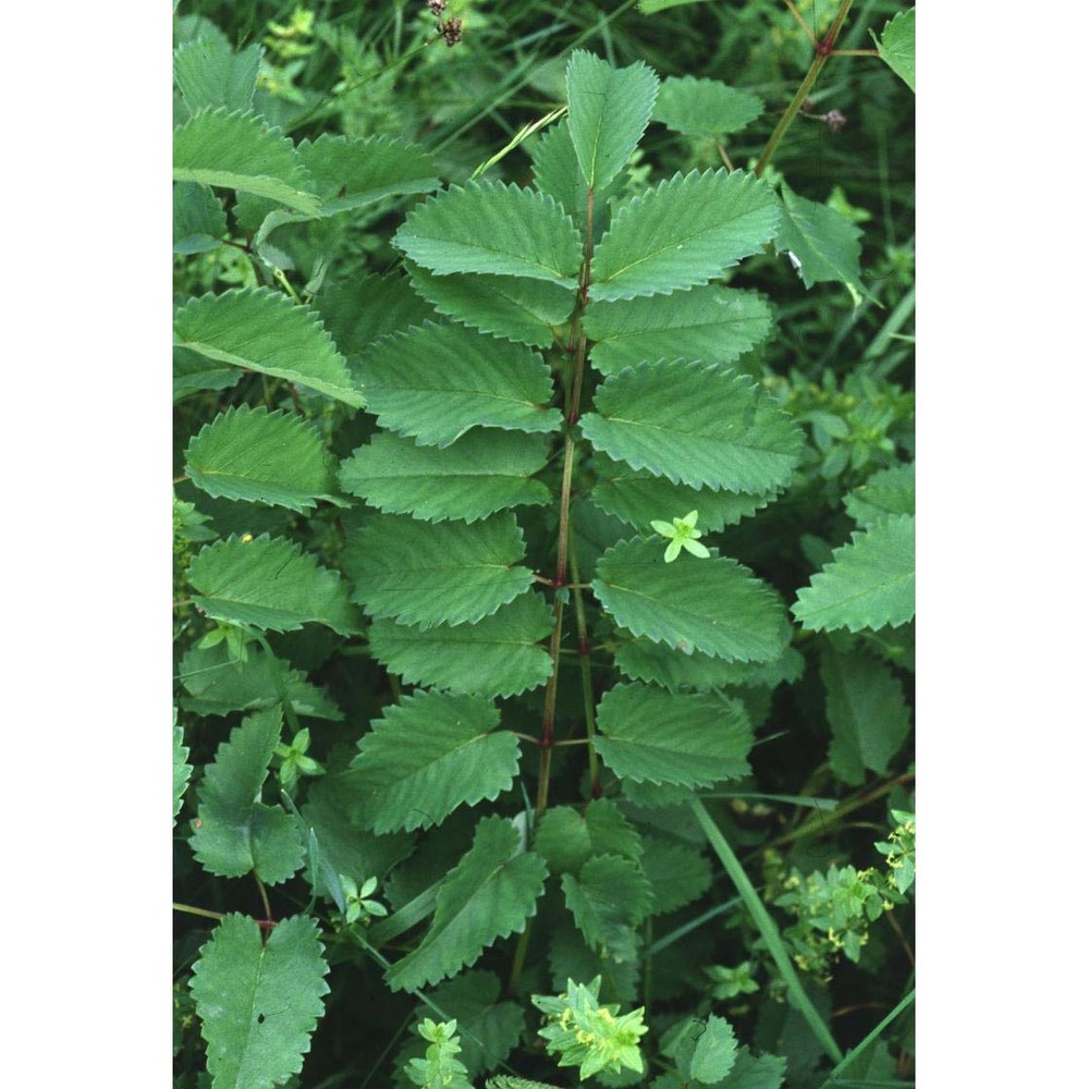 sanguisorba officinalis l.