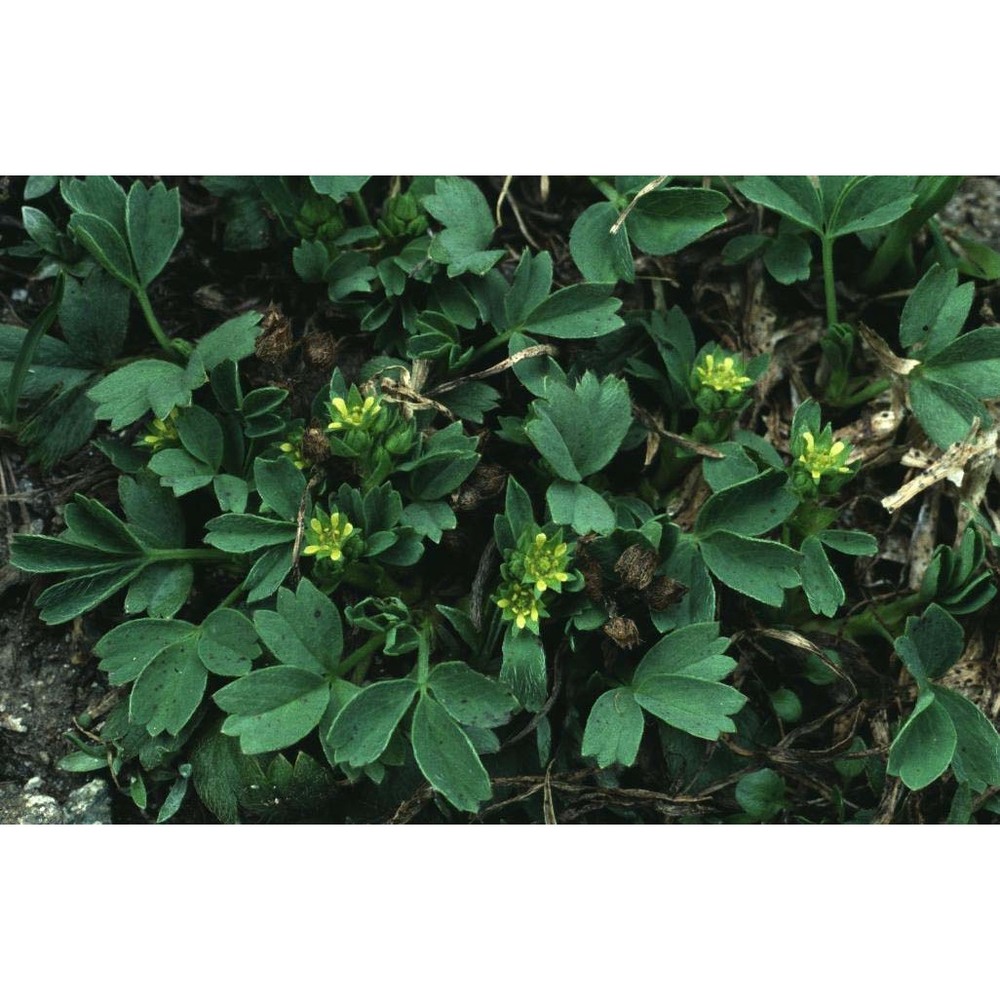 sibbaldia procumbens l.