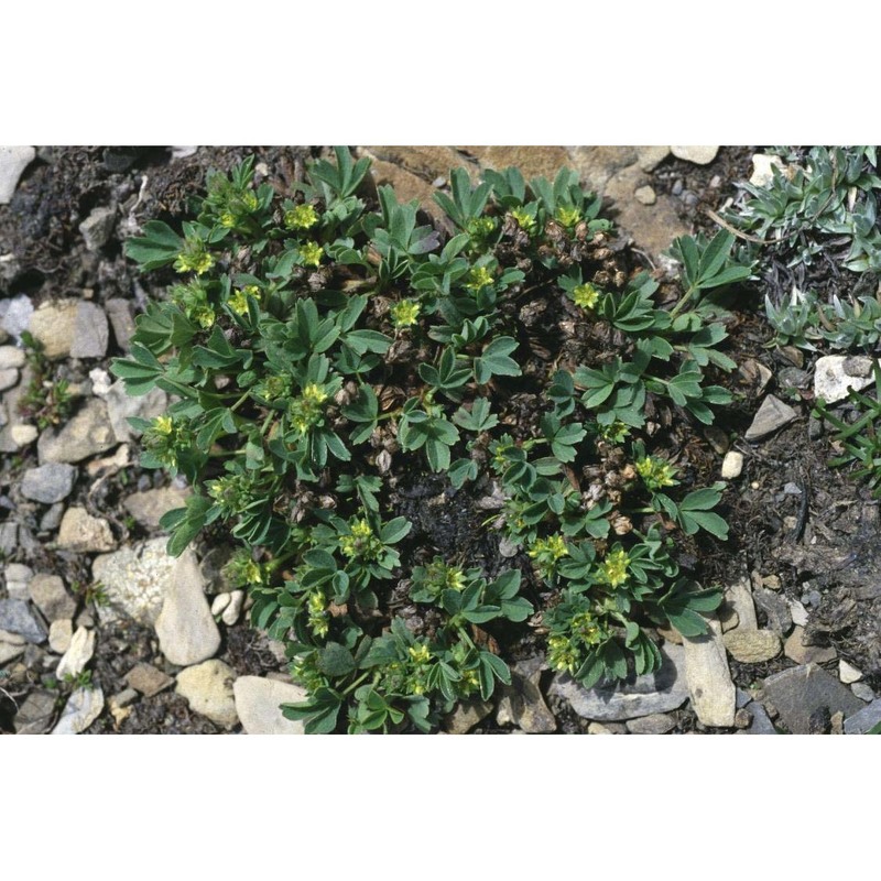 sibbaldia procumbens l.