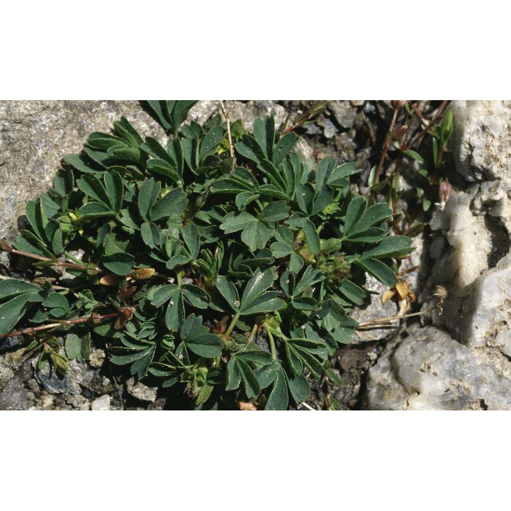 sibbaldia procumbens l.