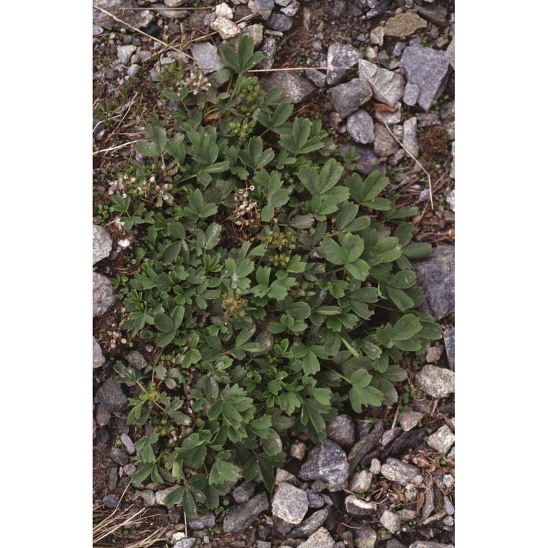 sibbaldia procumbens l.