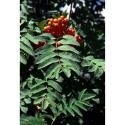 sorbus aucuparia l.