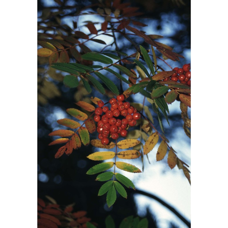 sorbus aucuparia l.