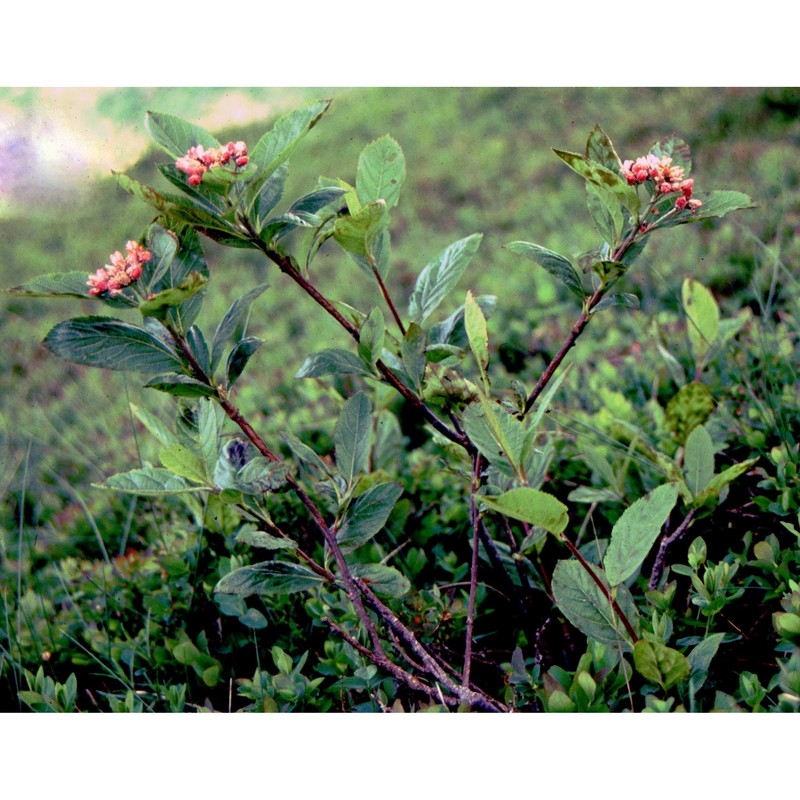 sorbus chamaemespilus (l.) crantz