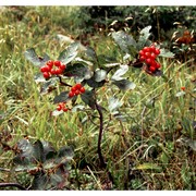 sorbus chamaemespilus (l.) crantz