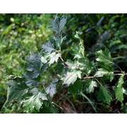 sorbus torminalis (l.) crantz