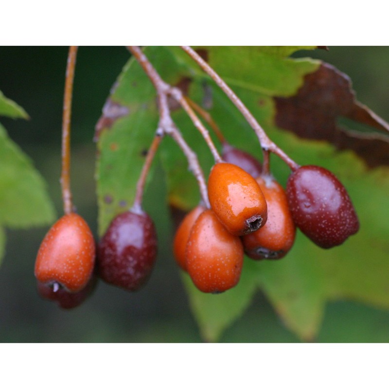 sorbus torminalis (l.) crantz