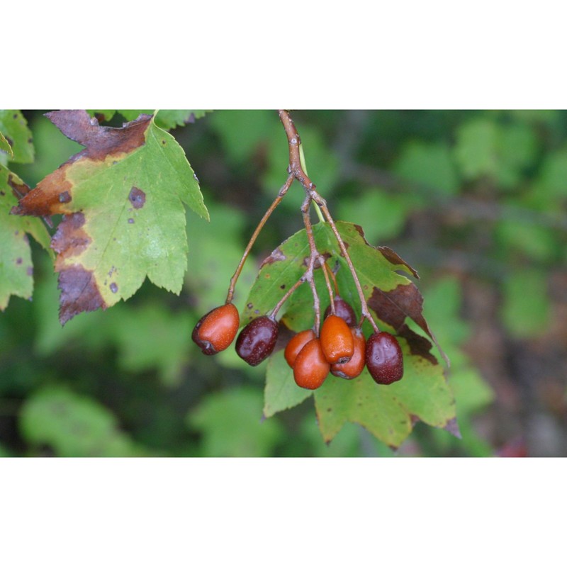 sorbus torminalis (l.) crantz