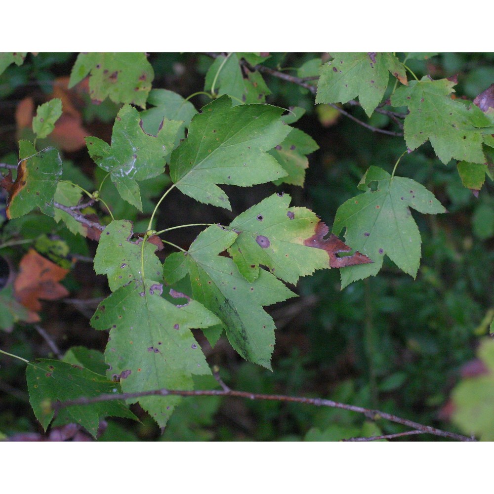 sorbus torminalis (l.) crantz