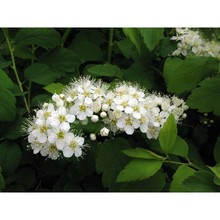 spiraea hypericifolia l. subsp. obovata (waldst. et kit. ex willd.) h. huber