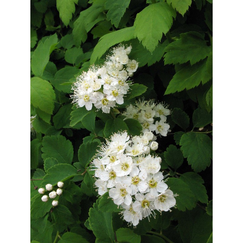 spiraea hypericifolia l. subsp. obovata (waldst. et kit. ex willd.) h. huber