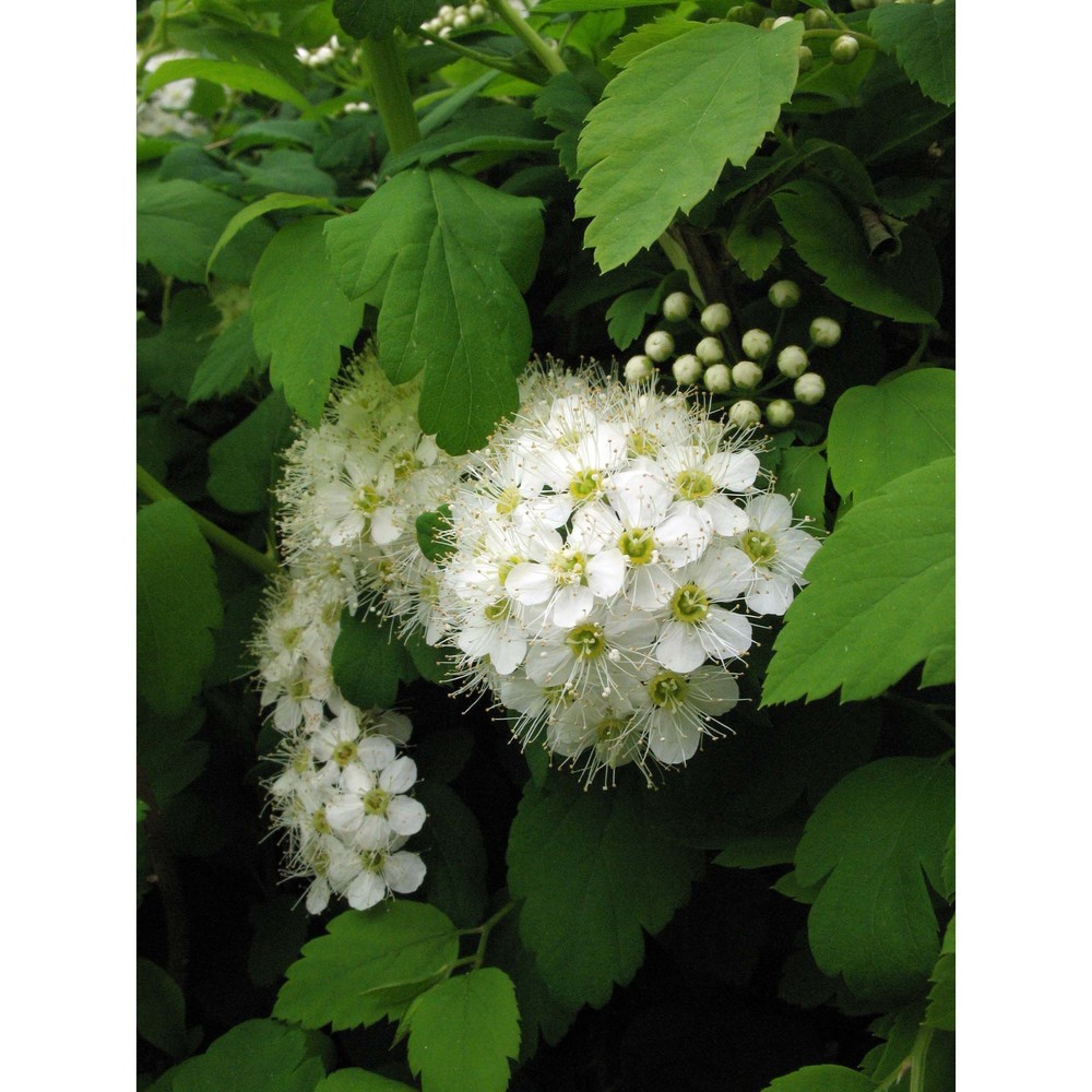 spiraea hypericifolia l. subsp. obovata (waldst. et kit. ex willd.) h. huber