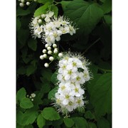 spiraea hypericifolia l. subsp. obovata (waldst. et kit. ex willd.) h. huber