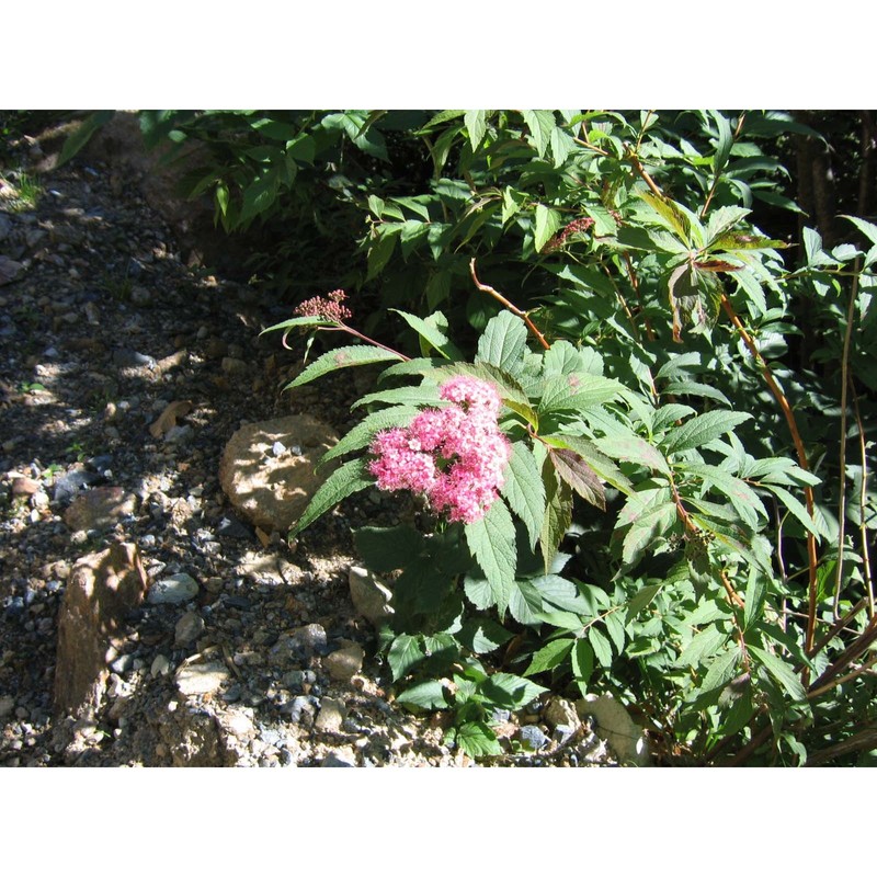 spiraea japonica l. fil.