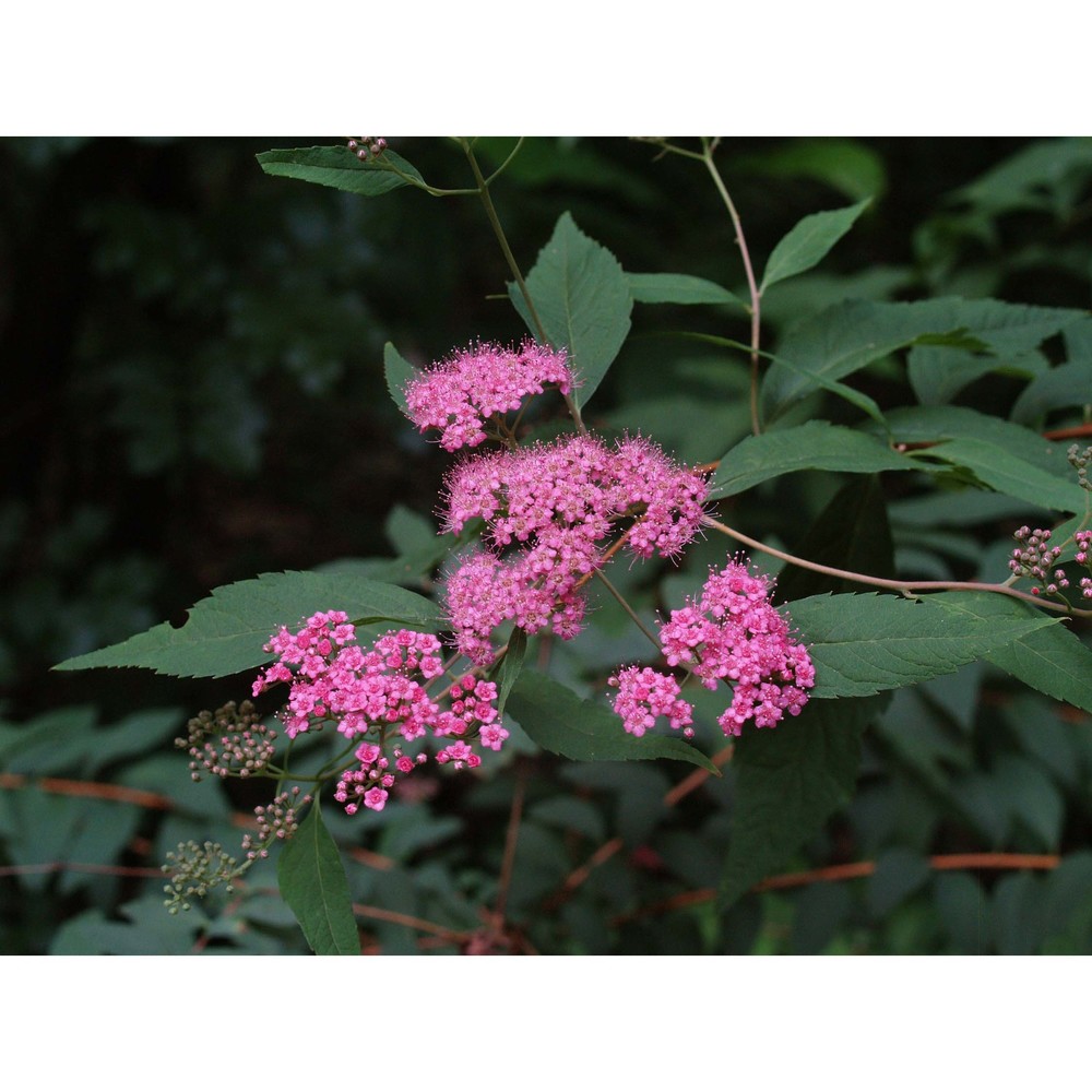 spiraea japonica l. fil.