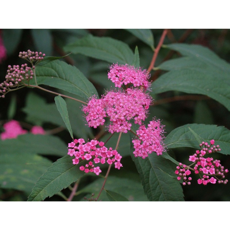 spiraea japonica l. fil.