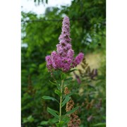 spiraea salicifolia l.