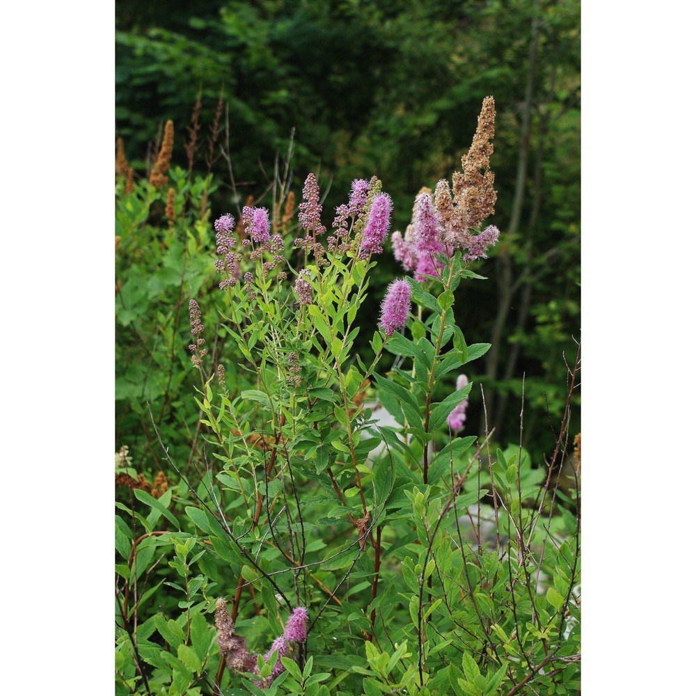 spiraea salicifolia l.