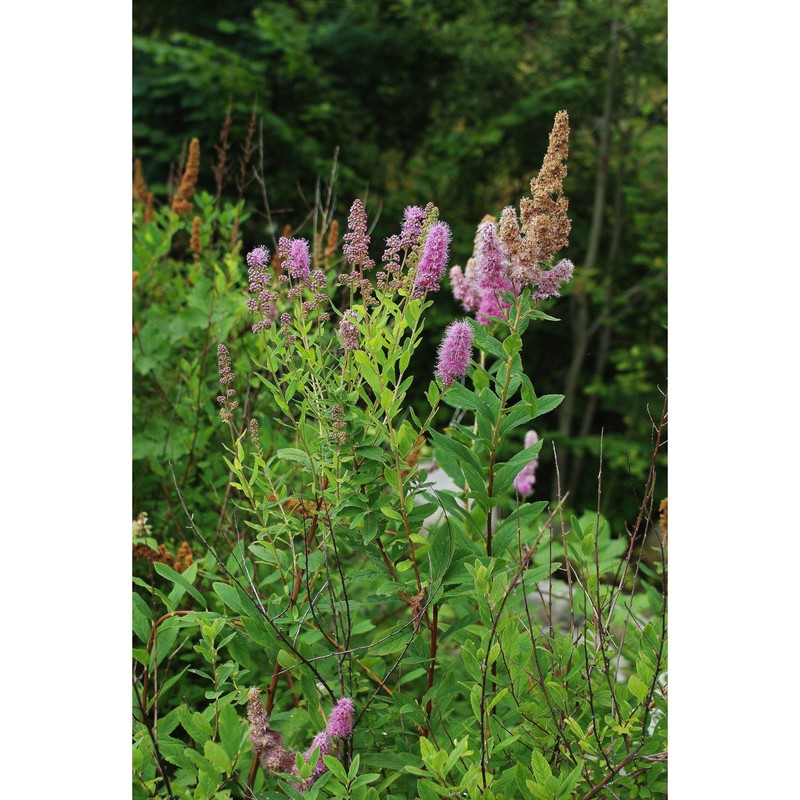 spiraea salicifolia l.