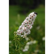 spiraea salicifolia l.