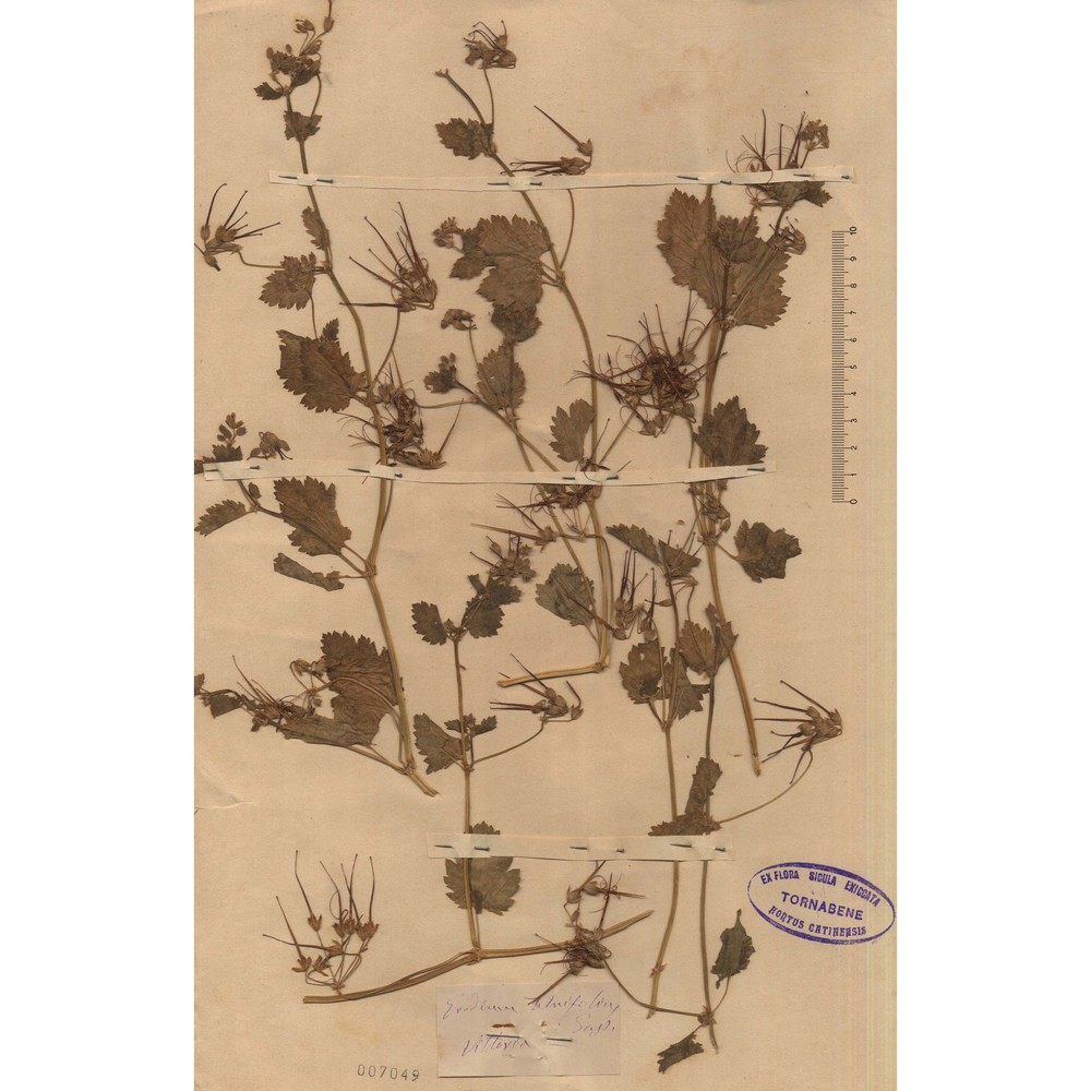erodium alnifolium guss.
