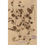 erodium alnifolium guss.