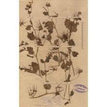 erodium alnifolium guss.