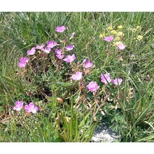 erodium alpinum l'hér.