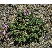 erodium botrys (cav.) bertol.