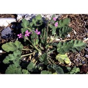 erodium botrys (cav.) bertol.